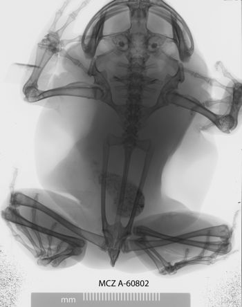 Media type: image;   Herpetology A-60802